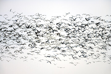 Large mixed-species foraging flock on rice fields, Isla Mayor, Seville, Spain.
