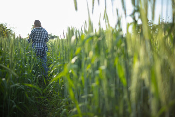 Behind back of female researcher she was walking alone to inspect barley in rice field to see...