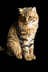 Portrait of a young cat on dark background