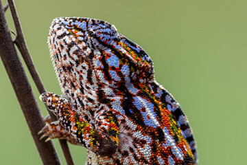 Kopf eines kletternden madegassischen Teppich-Chamäleon Weibchen