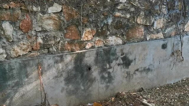 Large black tarantula spider on the wall Puerto Escondido Mexico.
