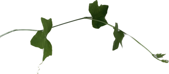  Coccinia grandis L. Voigt, ground vegetable isolate die cut on white background