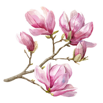pink magnolia flowers on branch clip art preview
