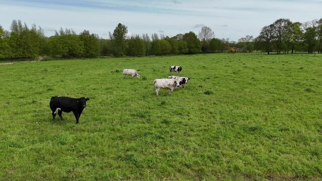 Cattle Herd Grazing on Green Field