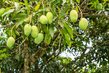 Mango tree. Many mangoes hanging on the tree. Green and beautiful mangoes.