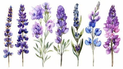 Naklejka premium A watercolor painting of purple flowers.