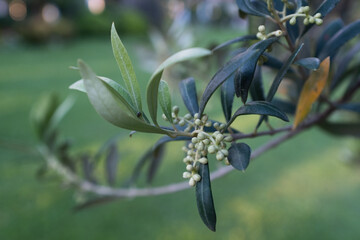 Blooming olive branch with emerging buds on the green background. White olive flowers for publication, poster, calendar, post, screensaver, wallpaper, cover, website. High quality photo