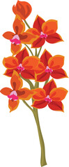 Orchid flower illustration on transparent background.
