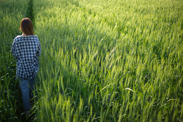 back of young woman walking through barley field along path in a bright green rice field in morning...