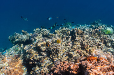Vibrant coral reef with hundreds of glass fish at the SS Yongala ship wreck, Great Barrier Reef,...