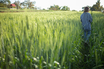 back of young woman walking through barley field along path in a bright green rice field in morning wants to be happy alone. young female tourist enjoys morning walk enjoying view of barley fields.