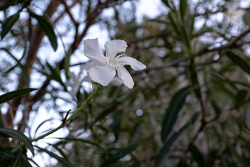 Oleandr tree background with one white flower, close-up. Blooming oleander for publication, poster, calendar, post, screensaver, wallpaper, cover, website. High quality photo