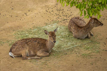 Seoul, South Korea - April 22 2024 