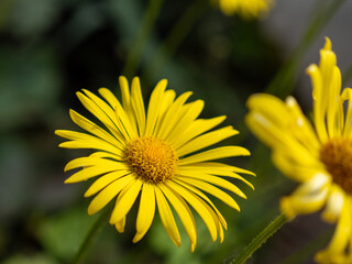 The detail shot of Asteraceae in bloom with blurred background