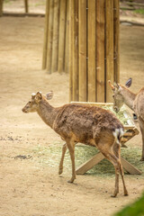 Seoul, South Korea - April 22 2024 