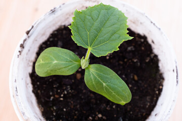 Young sprout cucumber grow in a plastic pot, top view. Green seedling for publication, poster, calendar, post, screensaver, wallpaper, cover, website. High quality photo
