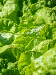 green lettuce with water drops