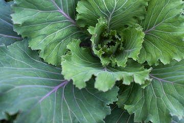 One leafy cabbage grow, top view. Background from one green cabbage leaves for publication, poster, calendar, post, screensaver, wallpaper, cover, website. High quality photo