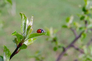 A ladybug is sitting on a leaf