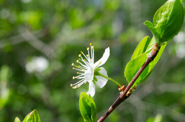 A white flower with yellow centers is on a green leaf