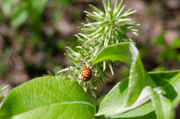 A ladybug is sitting on a leaf of a plant