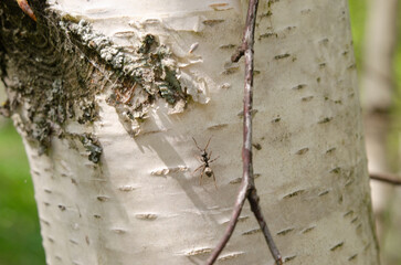 A small ant is crawling on a tree trunk