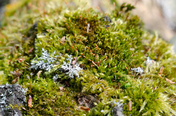 A mossy rock covered in green and white moss