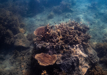 Underwater view of the coral reef. Life in tropical waters. Magnetic Island, Tropical North Queensland, Australia.