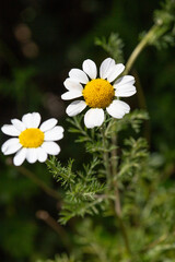 Fototapeta premium Macrophotographie de fleur sauvage - Anacycle en massue - Anacyclus clavatus