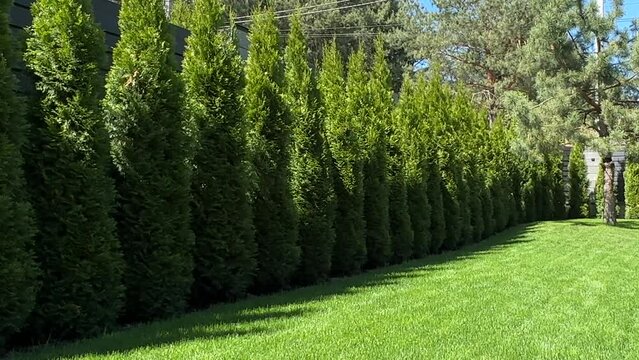 A hedge of green thuja on a sunny day. Landscaping in the yard lawn grass and green spaces. Landscaped yard among pine trees.