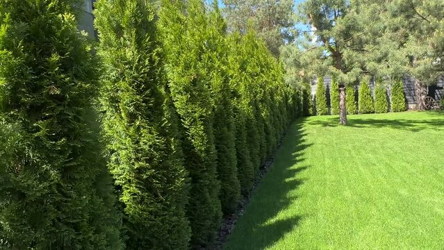 A hedge of green thuja on a sunny day. Landscaping in the yard lawn grass and green spaces. Landscaped yard among pine trees.