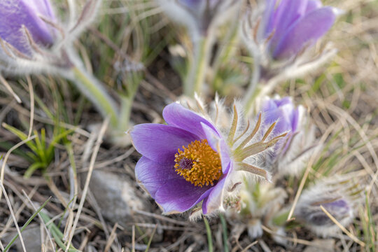 First Flowers of Spring blooming in the grass or meadow. Pulsatilla vulgaris , pasque flower, pasqueflower, European pasqueflower. Copy space