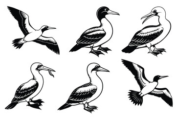 Obraz premium Gannet-bird silhouette vector