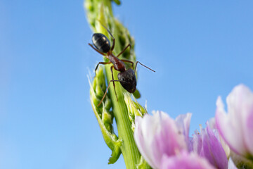 Giant ant, descending a green flower stem