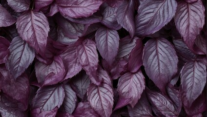 background texture of purple leaves