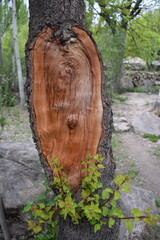 a broken branch from plant