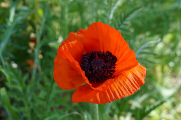 Red poppy 