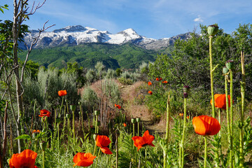 Snowy peaks and poppies landscape
