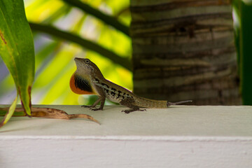 Lizard on the wall in the garden. Close up view.
