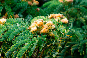 Closeup of Acacia dealbata, commonly known as the acacia tamarind, is a species of flowering plant in the family Acacia.
