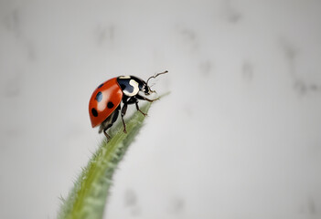 ladybug on minimal simple background