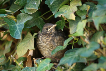 The blackbird, also known as Turdus merula, is a charming bird with a penchant for melodic songs and a weakness for earthworms.