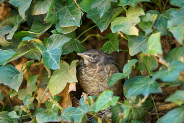 The blackbird, also known as Turdus merula, is a charming bird with a penchant for melodic songs and a weakness for earthworms.
