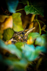 The blackbird, also known as Turdus merula, is a charming bird with a penchant for melodic songs and a weakness for earthworms.