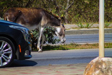 Donkey on the road in the city of Willemstad in Curaçao.