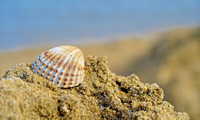 Macro view of a seashell on a Greek beach 