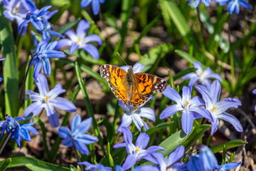 Painted Lady butterfly orange and black on Early Snow Glories purple spring flower