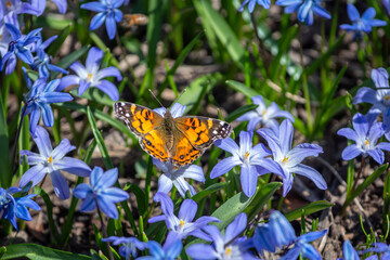 Painted Lady, butterfly on Early Snow Glories purple spring flower