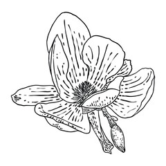 Magnolia flower head isolated on white. Top side view of magnolia open spring blooming, hand drawn. Vector.