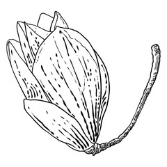 Magnolia head on the branch. Spring flower bloom. Botanical illustration made from real tree in the forest or park. Magnolia blossom side view on the twig, isolated on white. Vector.